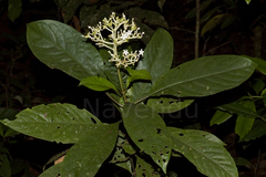 Chassalia ophioxyloides